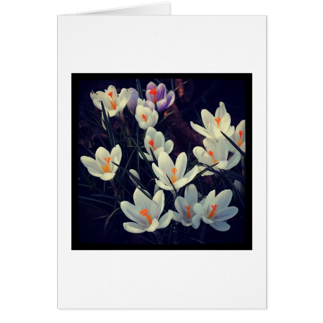 Crocus (Devant)
