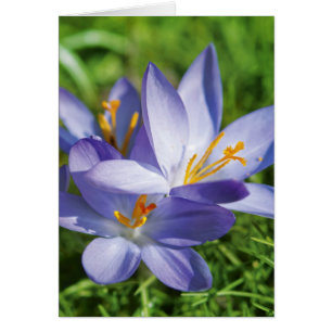 Crocus
