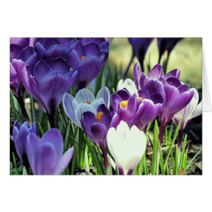 Crocus