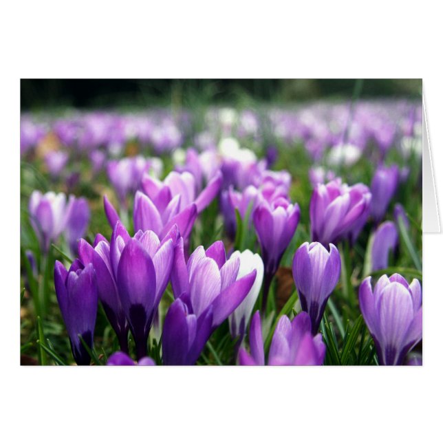 Crocus (Devant horizontal)