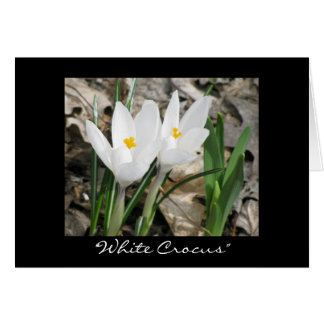 'Crocus blanc'