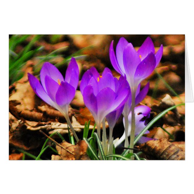 Crocus boisés (Devant horizontal)