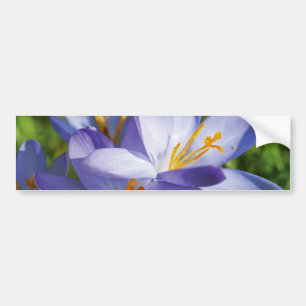 Crocus Bumper Sticker