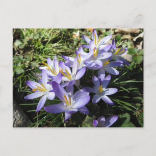 Crocus Bundle Postcard