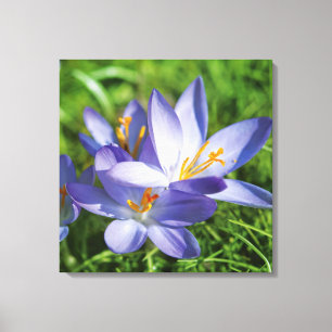 Crocus Canvas Print
