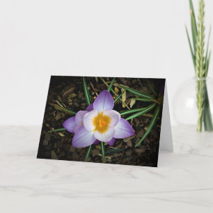 Crocus, card