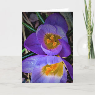 Crocus, card