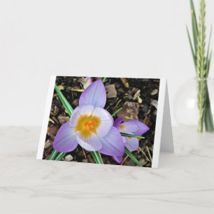 Crocus, card