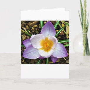 Crocus, card