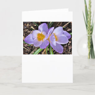 Crocus, card