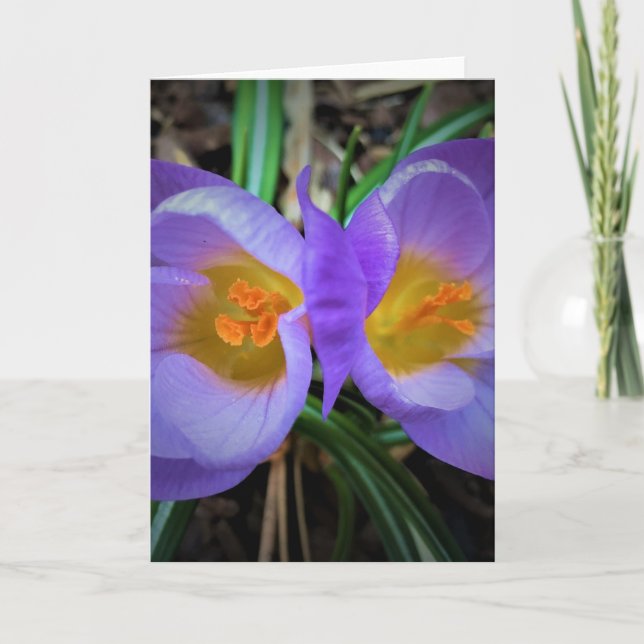 Crocus, carte (Devant)
