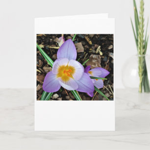 Crocus, carte