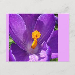 Crocus Close-Up DIY Postcard