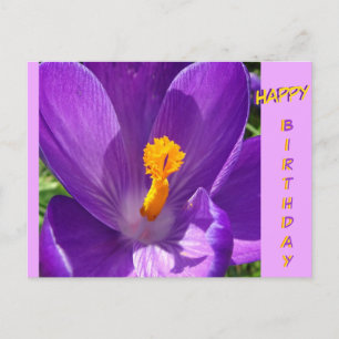 Crocus Close-Up Happy Birthday Postcard