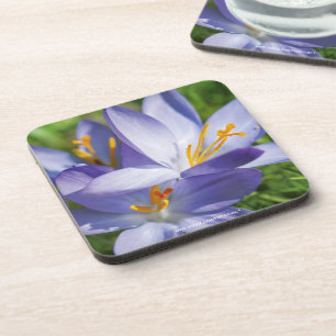 Crocus Coaster