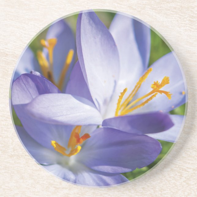 Crocus Coaster (Front)