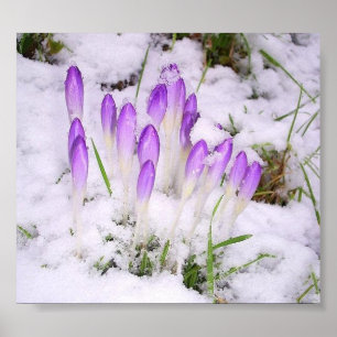 crocus dans la neige Poster