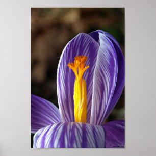 Crocus d'automne - Affiche