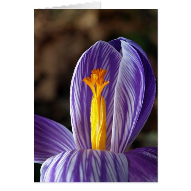 Crocus d'automne - Carte (Devant)