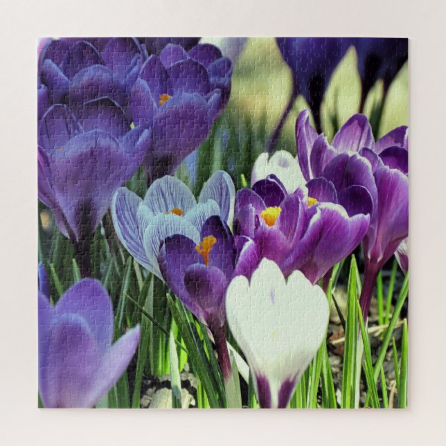 Crocus de printemps - puzzle (Vertical)