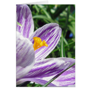 Crocus de printemps violet