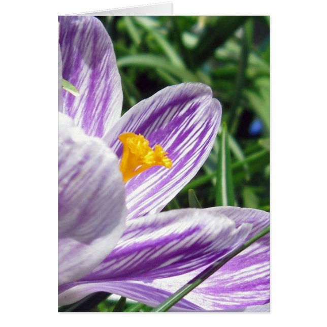 Crocus de printemps violet (Devant)