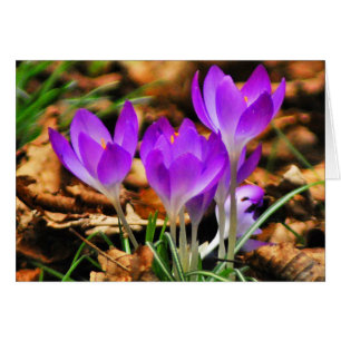 Crocus de région boisée