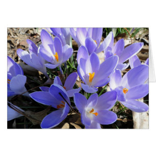 Crocus/Dove: Song of Songs 2:12