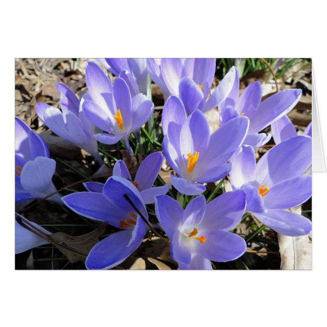 Crocus/Dove: Song of Songs 2:12 (Front Horizontal)