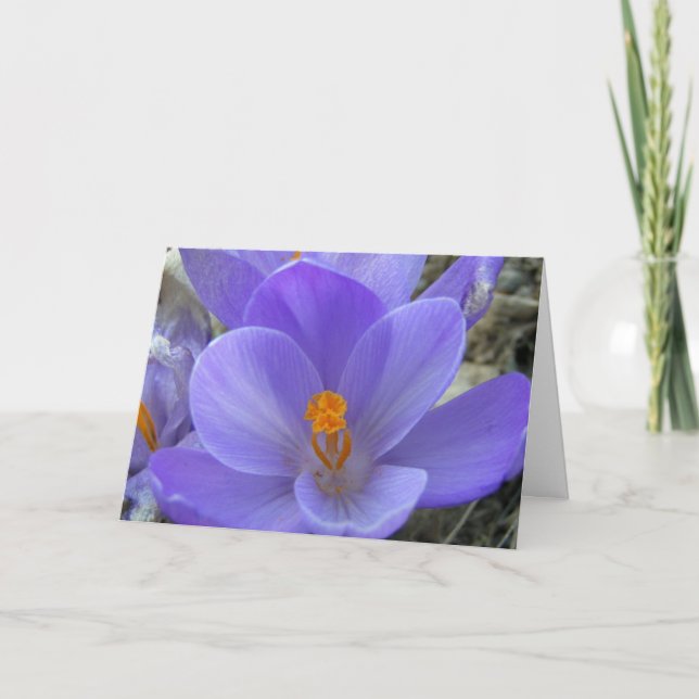 Crocus Easter Card (Front)