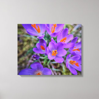 Crocus Fine Art Canvas Print