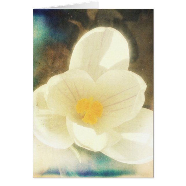 Crocus Flower Grunge (Front)