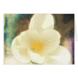 Crocus Flower Grunge