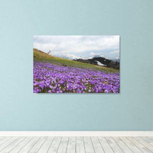 Crocus flowers at Velika Planina, Slovenia Canvas Print