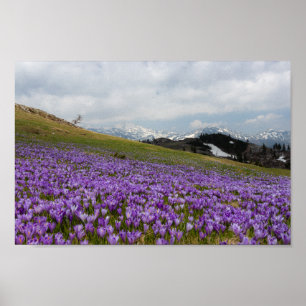 Crocus flowers at Velika Planina, Slovenia Poster