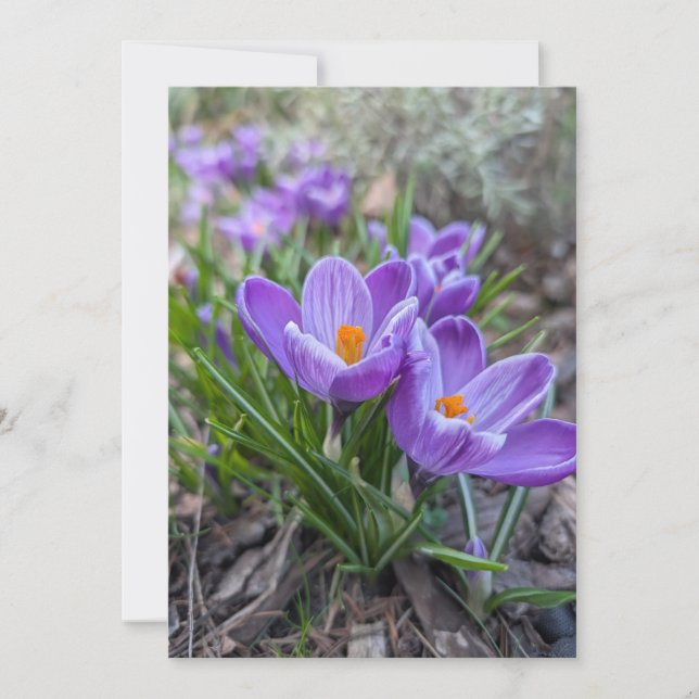 Crocus Flowers Invitation (Front)