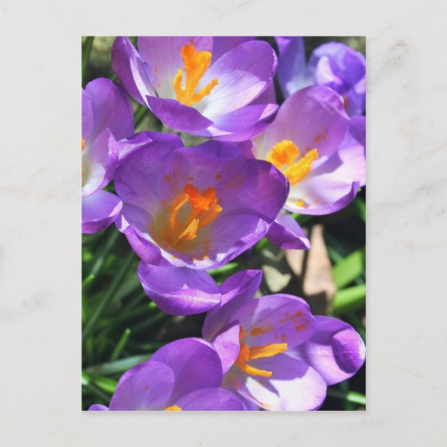 Crocus flowers.jpg postcard (Front)