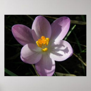 Crocus in the shadows Print