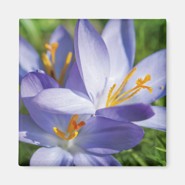 Crocus Magnet (Front)
