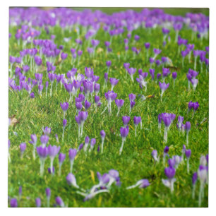 Crocus mauves carreaux de céramique