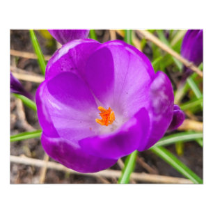 Crocus photo print