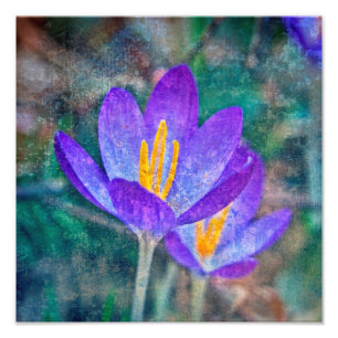 Crocus Photo Print