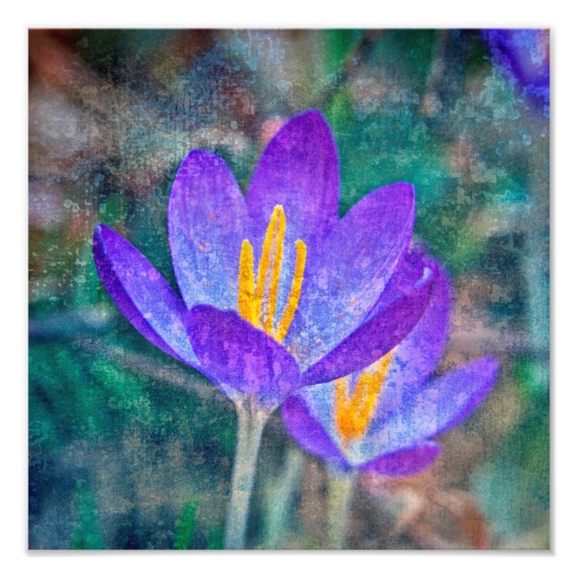 Crocus Photo Print (Front)