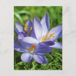Crocus Postcard