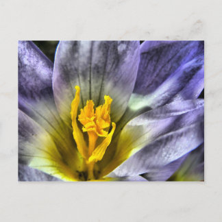 Crocus Postcard