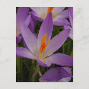 Crocus Postcard