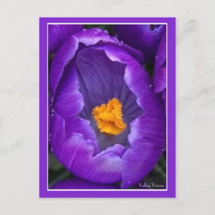Crocus Postcard