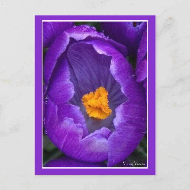 Crocus Postcard (Front)