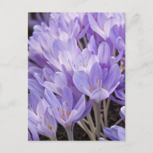 Crocus Postcard