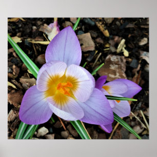 Crocus, poster